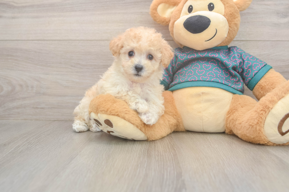 5 week old Poochon Puppy For Sale - Lone Star Pups