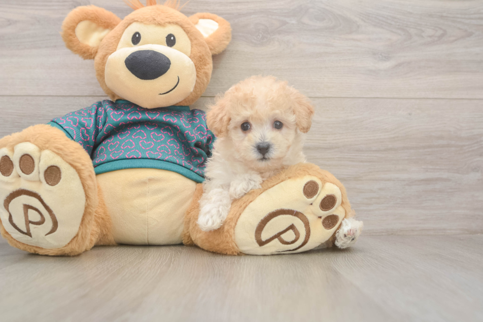 Poochon Puppy for Adoption