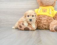 8 week old Poochon Puppy For Sale - Lone Star Pups
