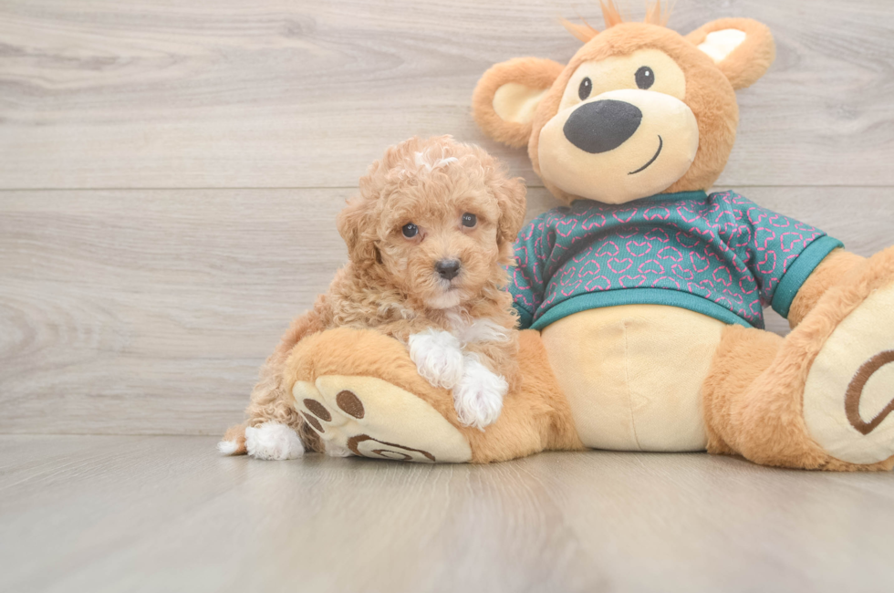 5 week old Poochon Puppy For Sale - Lone Star Pups