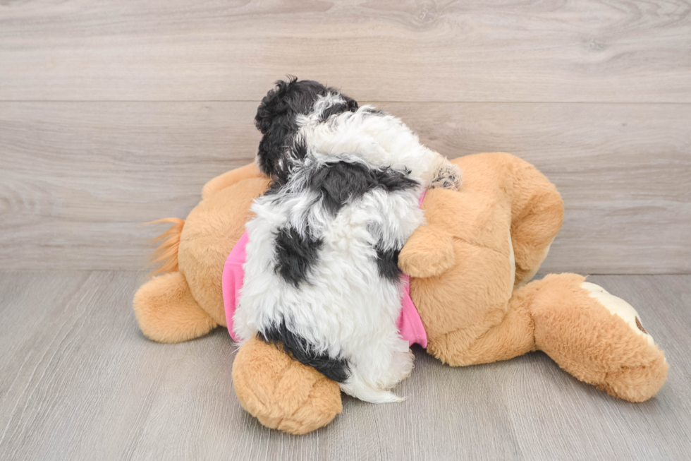 Petite Poochon Poodle Mix Pup