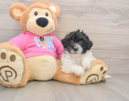 5 week old Poochon Puppy For Sale - Lone Star Pups