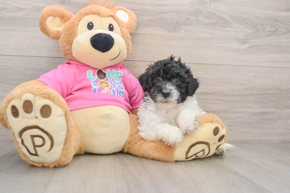 Poochon Pup Being Cute