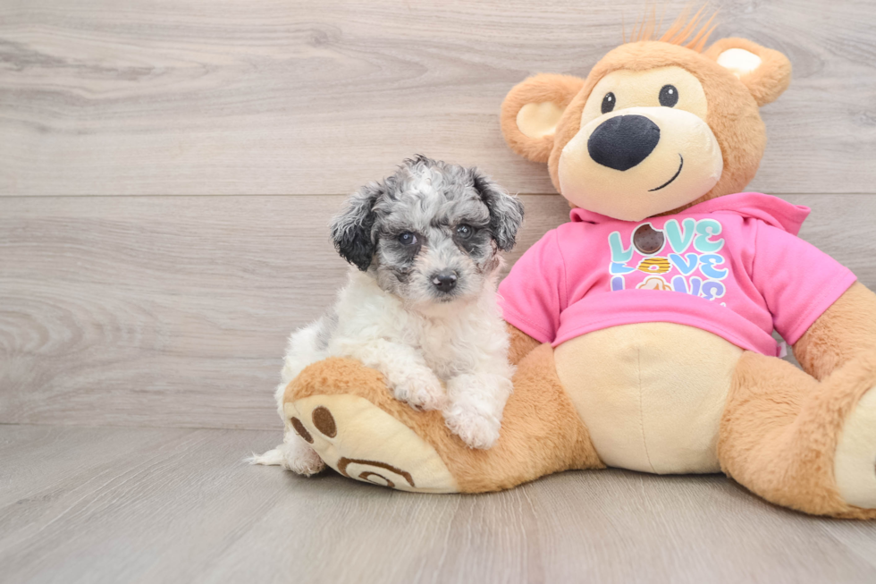 Poochon Pup Being Cute