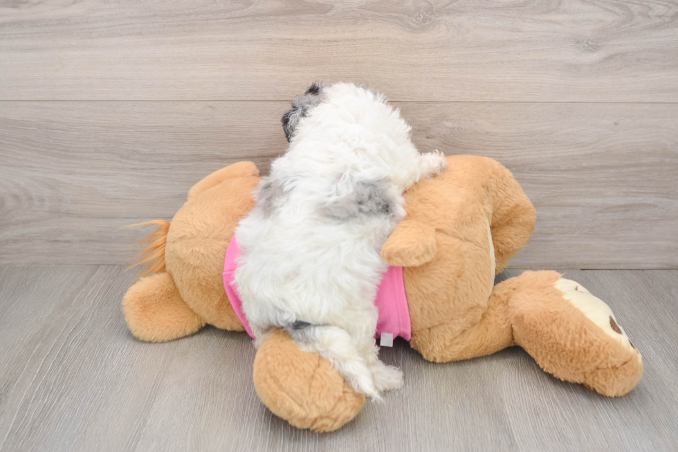 Poochon Puppy for Adoption