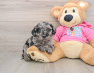 5 week old Poochon Puppy For Sale - Lone Star Pups