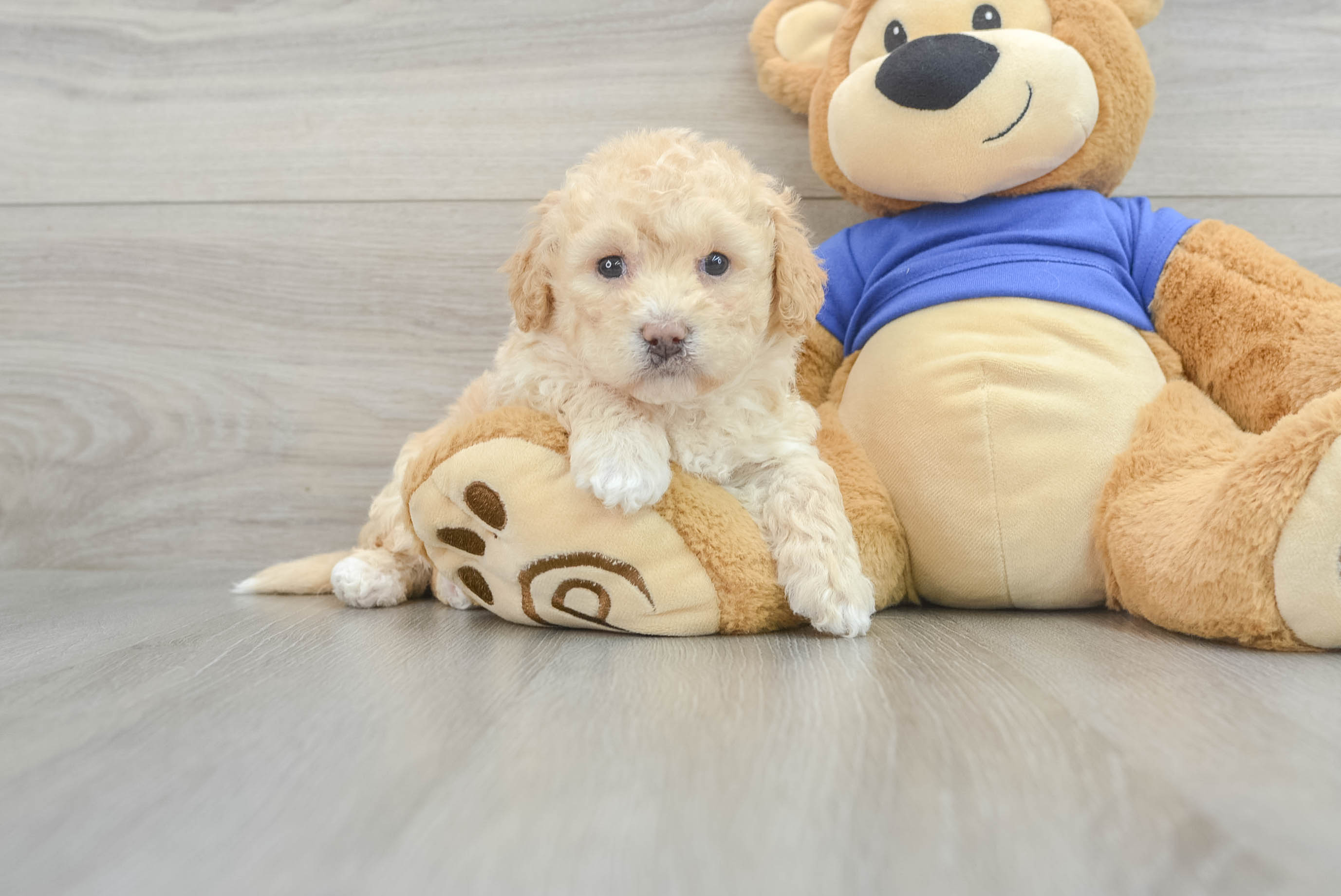Adorable Bichpoo Poodle Mix Puppy
