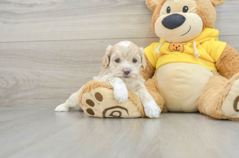 7 week old Poochon Puppy For Sale - Lone Star Pups