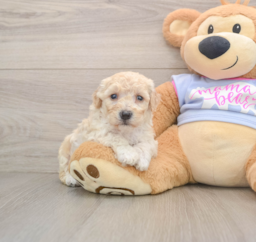 7 week old Poochon Puppy For Sale - Lone Star Pups