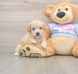 6 week old Poochon Puppy For Sale - Lone Star Pups