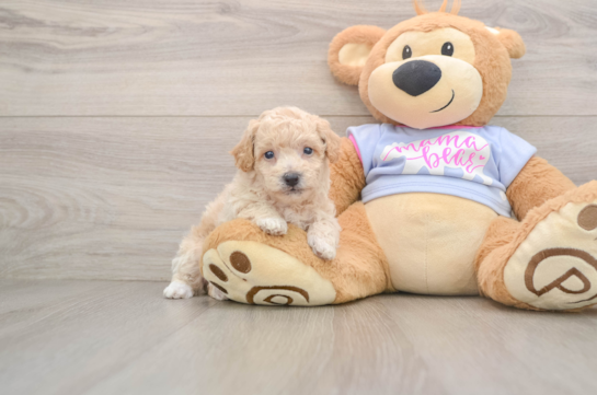 Little Bichpoo Poodle Mix Puppy