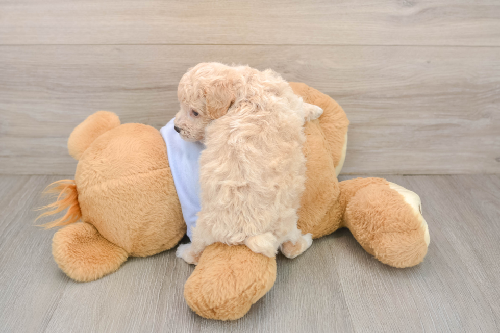 Best Poochon Baby