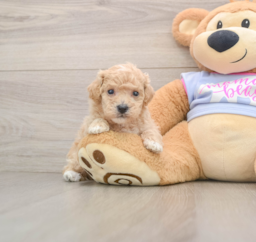 6 week old Poochon Puppy For Sale - Lone Star Pups