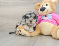 5 week old Poochon Puppy For Sale - Lone Star Pups