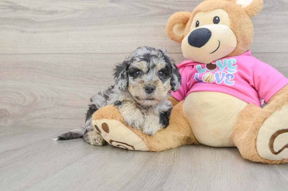 5 week old Poochon Puppy For Sale - Lone Star Pups