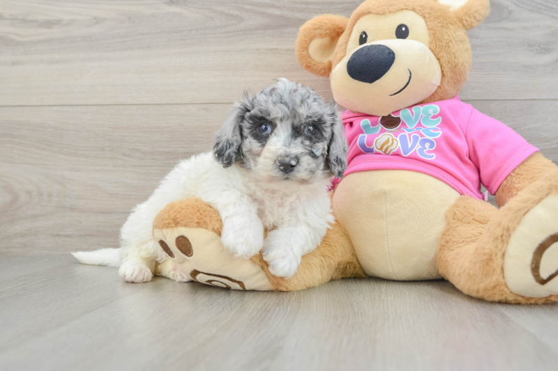 Meet Precious - our Poochon Puppy Photo 1/3 - Lone Star Pups