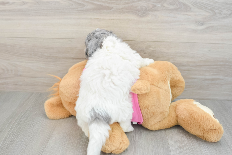 Meet Precious - our Poochon Puppy Photo 2/3 - Lone Star Pups