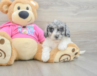5 week old Poochon Puppy For Sale - Lone Star Pups