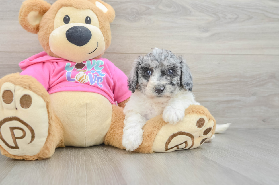 5 week old Poochon Puppy For Sale - Lone Star Pups