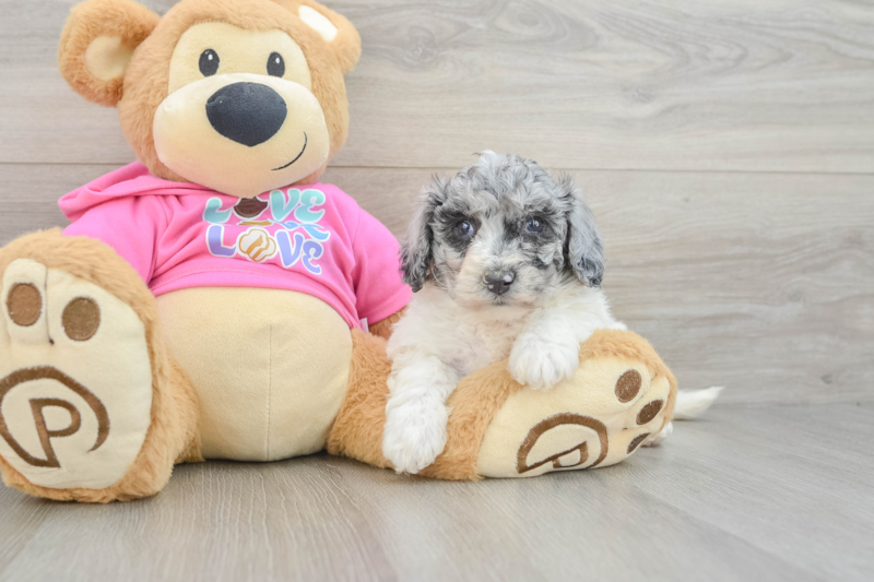 Meet Precious - our Poochon Puppy Photo 3/3 - Lone Star Pups