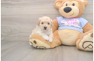 Funny Poochon Poodle Mix Pup
