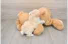 Adorable Bichpoo Poodle Mix Puppy