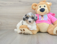 7 week old Poochon Puppy For Sale - Lone Star Pups