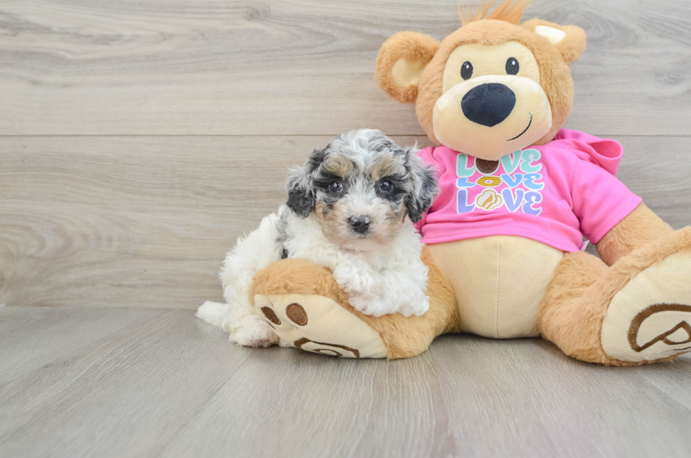 7 week old Poochon Puppy For Sale - Lone Star Pups