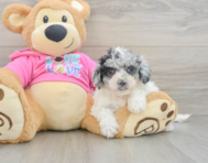 5 week old Poochon Puppy For Sale - Lone Star Pups