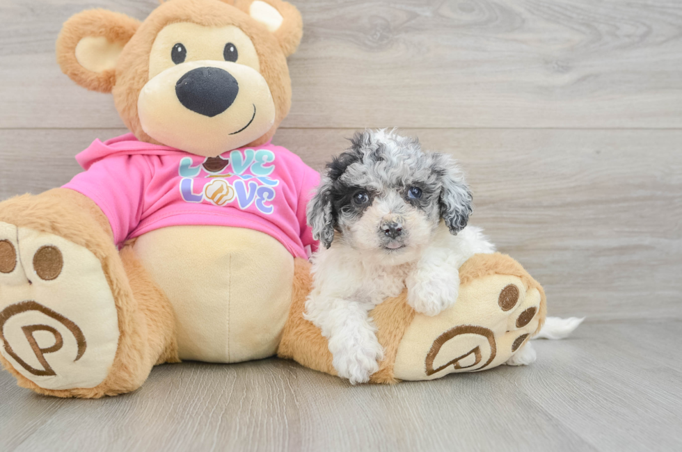 5 week old Poochon Puppy For Sale - Lone Star Pups