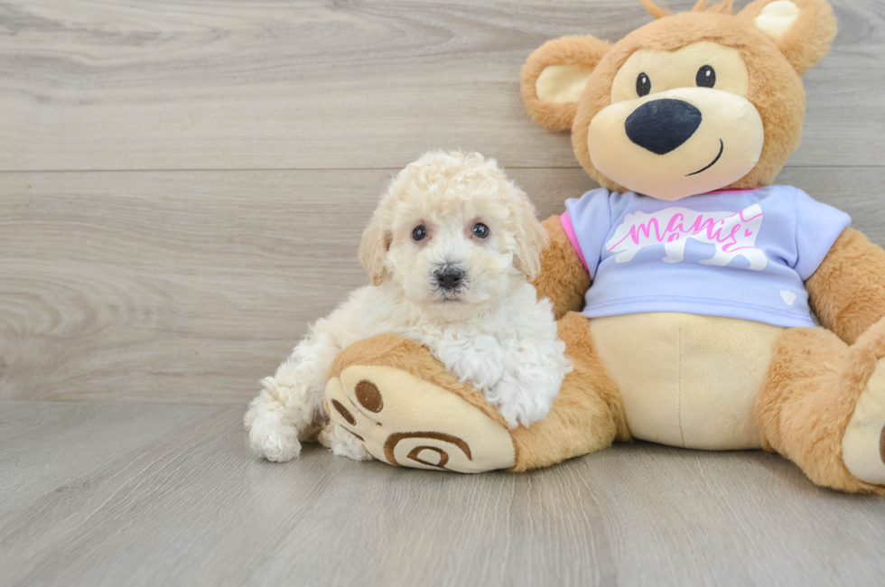 6 week old Poochon Puppy For Sale - Lone Star Pups