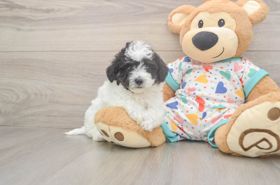 5 week old Poochon Puppy For Sale - Lone Star Pups