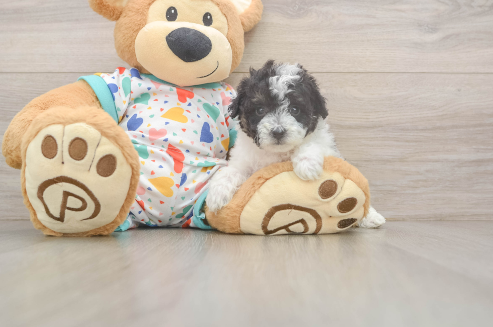 5 week old Poochon Puppy For Sale - Lone Star Pups