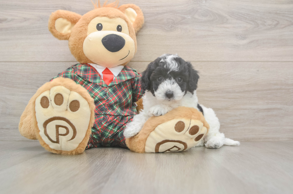 6 week old Poochon Puppy For Sale - Lone Star Pups