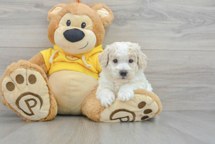 Poochon Puppy for Adoption