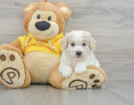 7 week old Poochon Puppy For Sale - Lone Star Pups