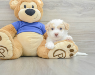 8 week old Poochon Puppy For Sale - Lone Star Pups