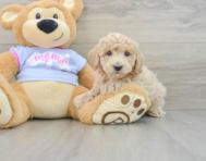 6 week old Poochon Puppy For Sale - Lone Star Pups