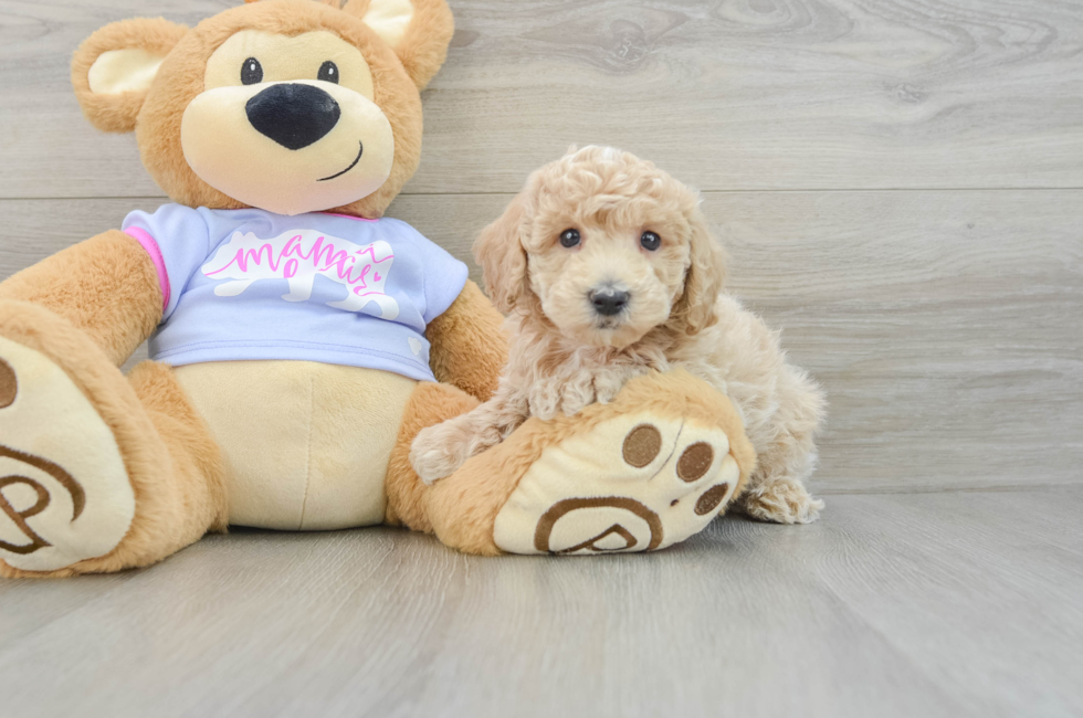 6 week old Poochon Puppy For Sale - Lone Star Pups