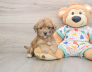 6 week old Poochon Puppy For Sale - Lone Star Pups