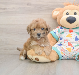 7 week old Poochon Puppy For Sale - Lone Star Pups