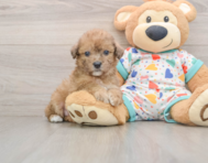 6 week old Poochon Puppy For Sale - Lone Star Pups