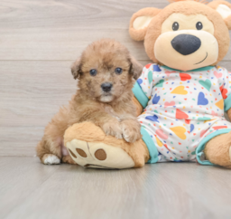 7 week old Poochon Puppy For Sale - Lone Star Pups