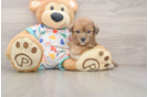 Funny Poochon Poodle Mix Pup