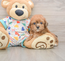 7 week old Poochon Puppy For Sale - Lone Star Pups