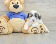 8 week old Poochon Puppy For Sale - Lone Star Pups