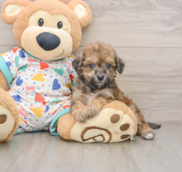 7 week old Poochon Puppy For Sale - Lone Star Pups