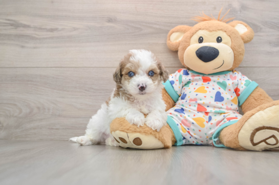 Friendly Poochon Baby