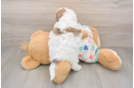 Cute Poochon Baby