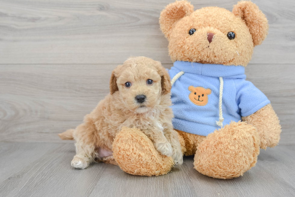 Poochon Pup Being Cute
